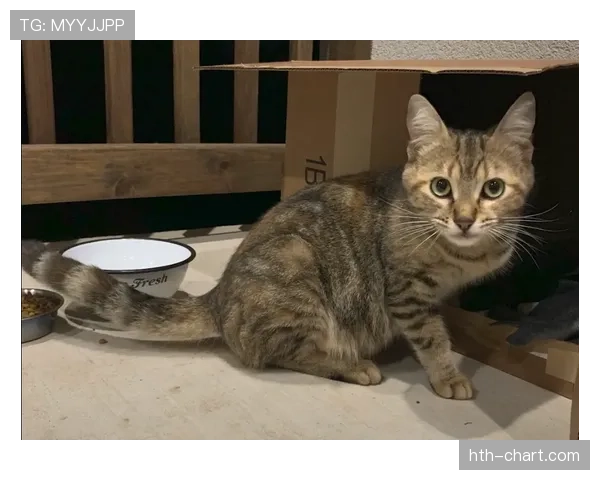 蒋林静家的狗都比我会花钱